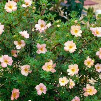 Potentilla fruticosa Double Punch Pastel imagine 12