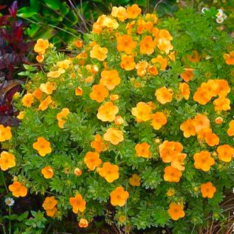 Potentilla fruticosa Double Punch Tango imagine 13