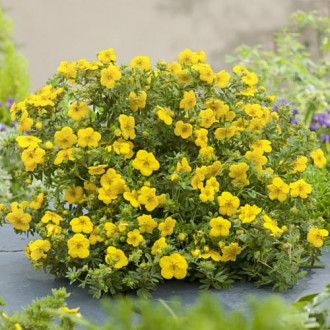 Potentilla Goldfinger imagine 1