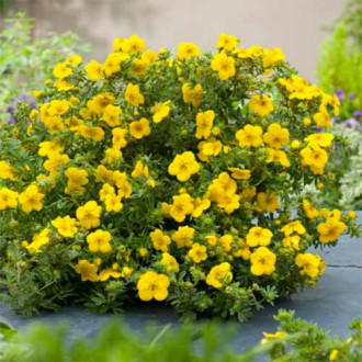 Potentilla fruticosa Goldstar imagine 4