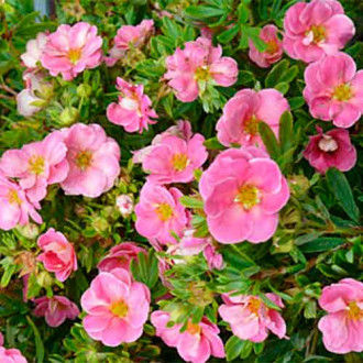 Potentilla fruticosa Princess imagine 5