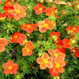 Potentilla fruticosa Tangerine imagine 2