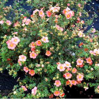 Potentilla Glamour Girl imagine 16