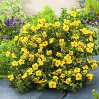 Potentilla Goldstar, C2 imagine 3