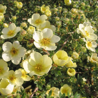Potentilla Primrose Beauty imagine 9