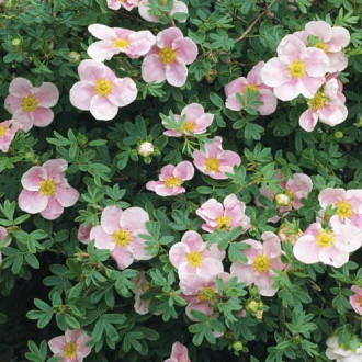 Potentilla Princess, C2 imagine 8