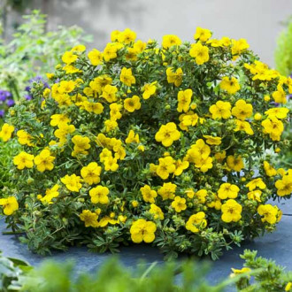 Potentilla Summerflor imagine 13