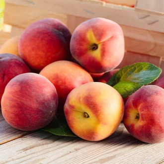 Праскова Romeo изображение 5