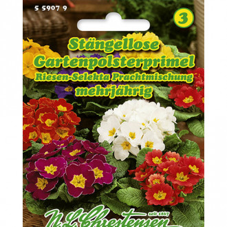 Primula Giant Selekta, mix multicolor Chrestensen imagine 1