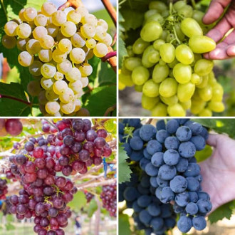 Promo Set! Комплект Гроздов сорбет, 4 сорта изображение 10