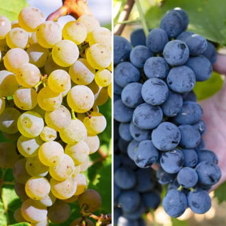 Promo Set! Лози Maxi, 2 сорта изображение 7