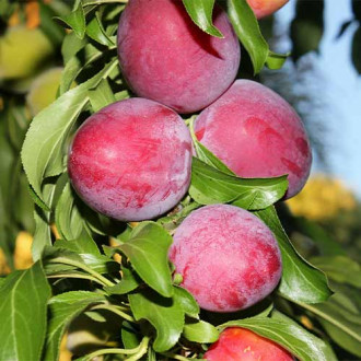 Prun (columnar) Red Lure imagine 8