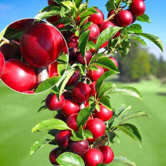 Prun columnar Rubin, С2 imagine 6