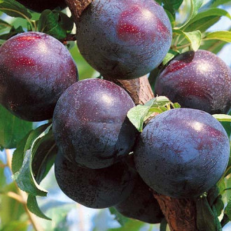 Prun Friar imagine 6