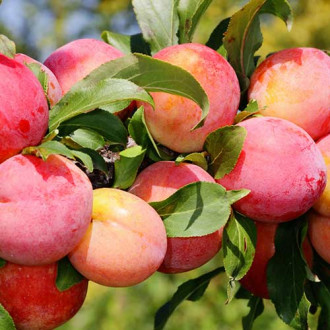 Prun Red Freedom imagine 8