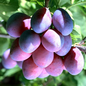 Prun Stanley, С2 imagine 9