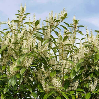 Prunus laurocerasus Rotundifolia, С2 изображение 11