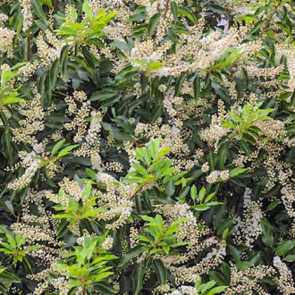 Prunus lusitanica Angustifolia, С2 imagine 3