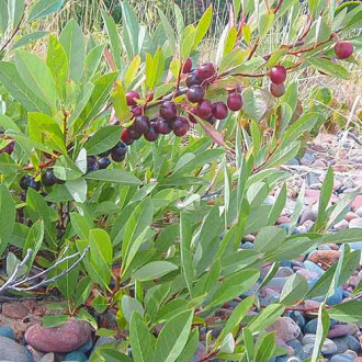 Prunus pumila Depressa imagine 1