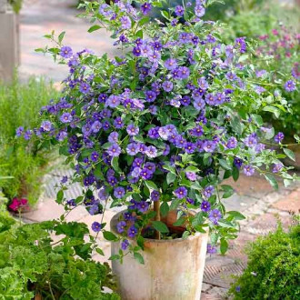 Psianka (Solanum) Rantonettiego interface.image 1