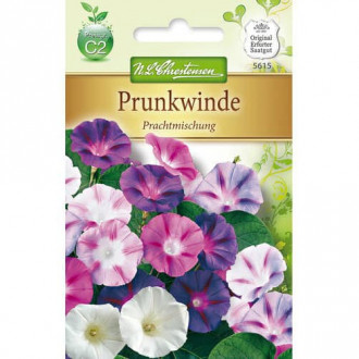 Пурпурно грамофонче, смес Chrestensen изображение 3