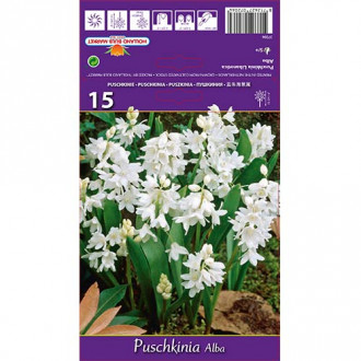 Пушкиния Libanotica Alba изображение 2