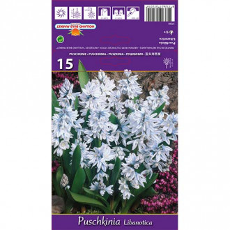 Пушкиния Libanotica изображение 1