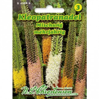 Pustynnik waskolistny, mix kolorow interface.image 1