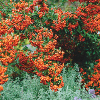 Pyracantha Firelight imagine 1