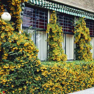 Pyracantha Golden Charmer, C3 imagine 7