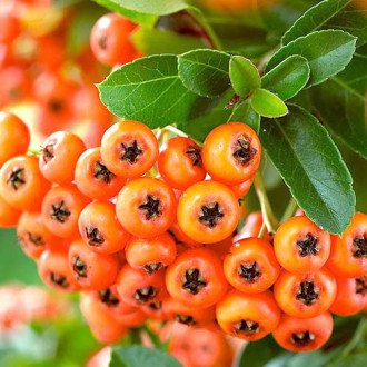 Pyracantha Orange Charmer imagine 4