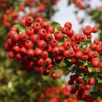Pyracantha Red Column, C2 imagine 6