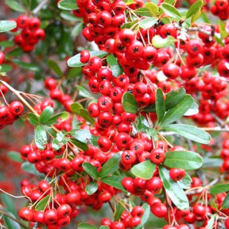 Pyracantha Red Cushion imagine 3