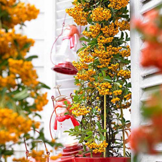 Pyracantha Soleil d'Or imagine 9