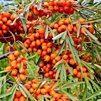 Ракитник (облепиха) Friesdorfer Orange, С2 изображение 5