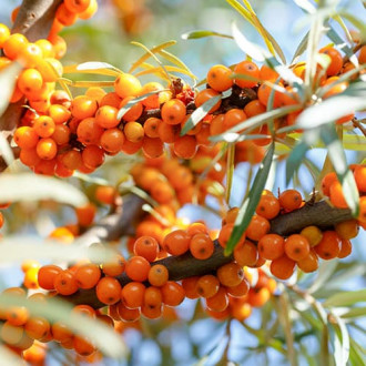 Ракитник (облепиха) Nivelana, P9 изображение 9