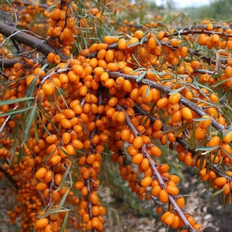 Ракитник (облепиха) Nivelena изображение 10