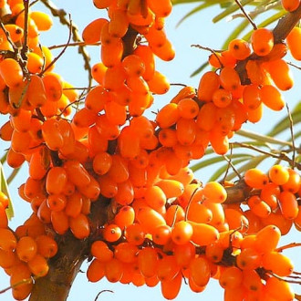 Ракитник (облепиха) Plamiennaja изображение 8