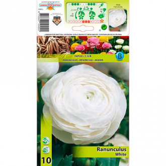 Ranunculus White imagine 3