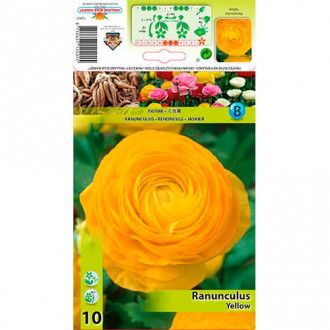 Ranunculus Yellow imagine 5