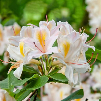 Rhododendron Arima, С2 imagine 2