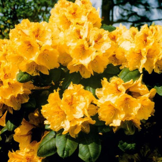 Rhododendron Auriu imagine 16