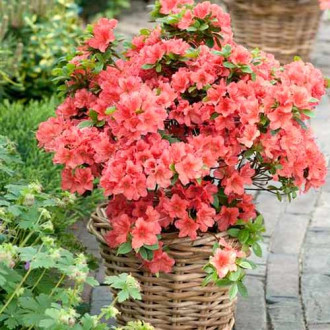 Rhododendron Brilliant imagine 9