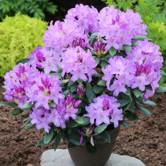Rhododendron Catawbiense Grandiflorum, C2 imagine 14