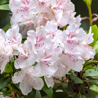 Rhododendron Cream Crest, Р9