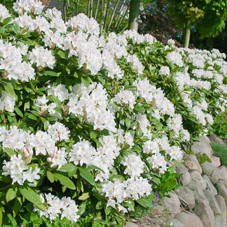 Rhododendron Cunningham White imagine 7