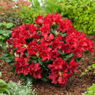 Rhododendron Doloroso, P9 imagine 11