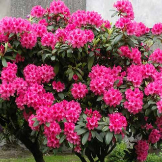 Rhododendron Eruption imagine 18