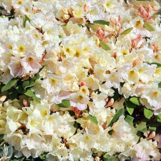 Rhododendron Golden Melody imagine 12
