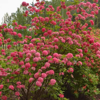 Rhododendron Homebush, С2 imagine 4